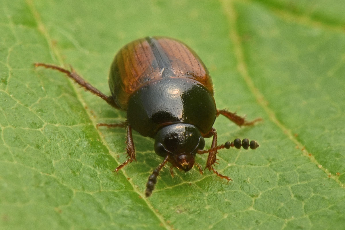 Leiodidae: Leiodes calcarata (Erichson, 1845) (cf)